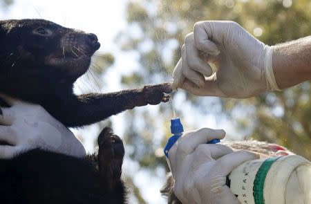 A Tasmanian Devil named Irene has her paws sprayed with disinfectant by operations manager Mike Drinkwater as she is prepared as part of a shipment of healthy and genetically diverse devils to the island state of Tasmania, from the Devil Ark sanctuary in Barrington Tops on Australia's mainland, November 17, 2015. REUTERS/Jason Reed