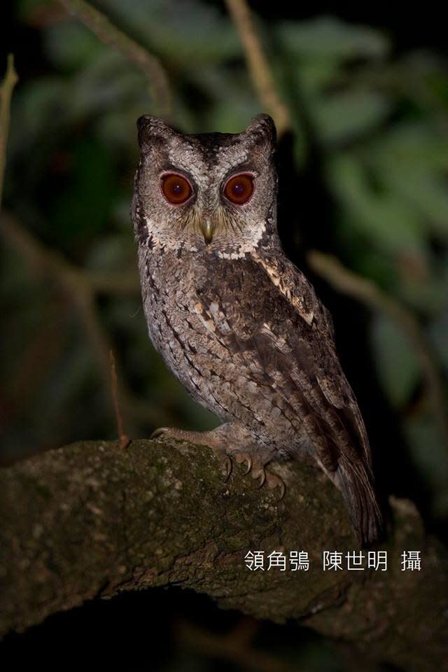 自關渡自然公園）