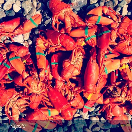 captioned-201308-HD-instagram-ray-isle-lobster.jpg