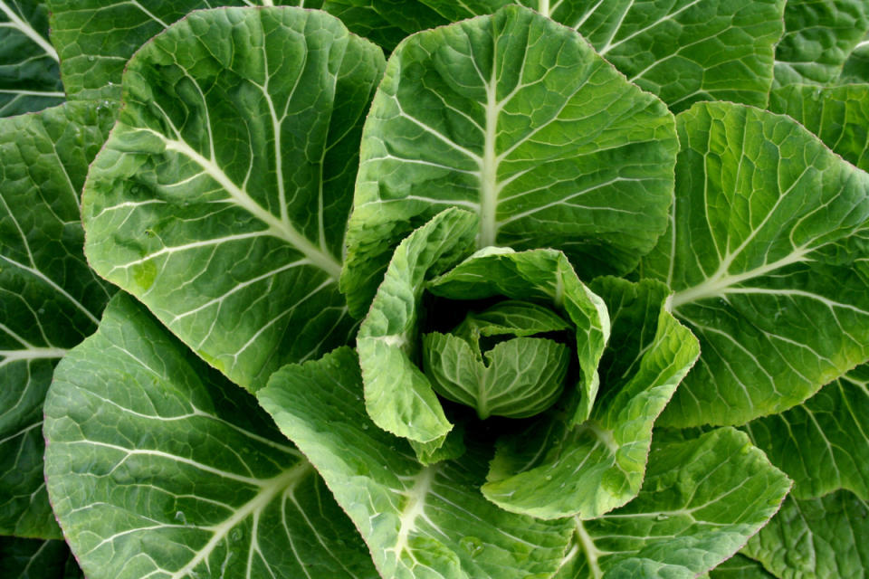 Collard Greens<p>iStock</p>