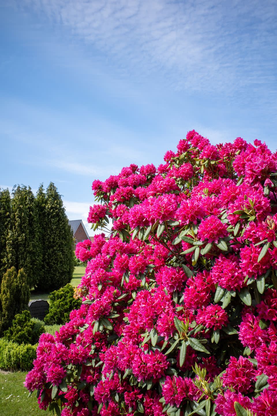 on cemetery stands a huge rhododendron with red flowers and the sky is blue