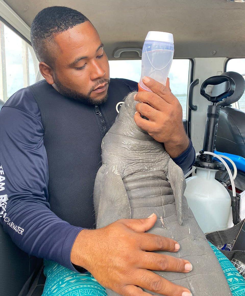 Employees from Clearwater Marine Aquarium Rescue Baby Manatee