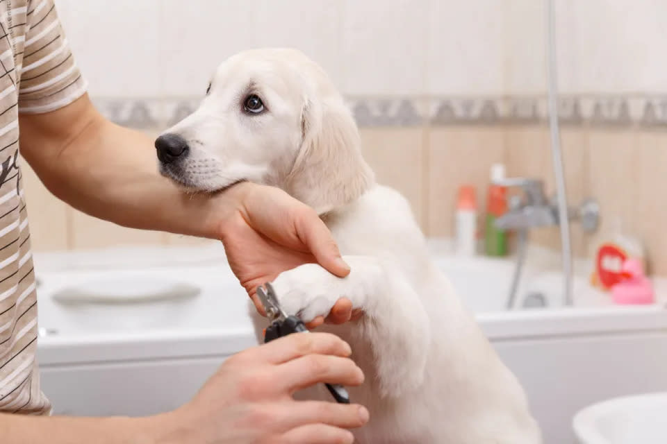 Evita el peluquero canino con este cortaúñas recargable con un 33 % de descuento