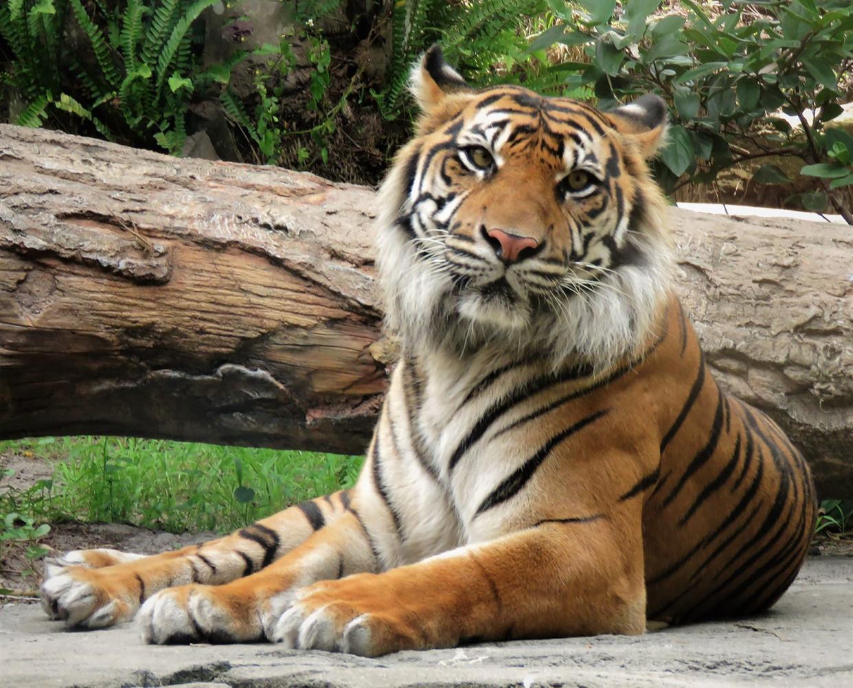 Lucy, a 12-year-old Sumatran tiger, died at the Jacksonville Zoo and Gardens Aug. 17, likely from a blood infection. The breed is critically endangered.