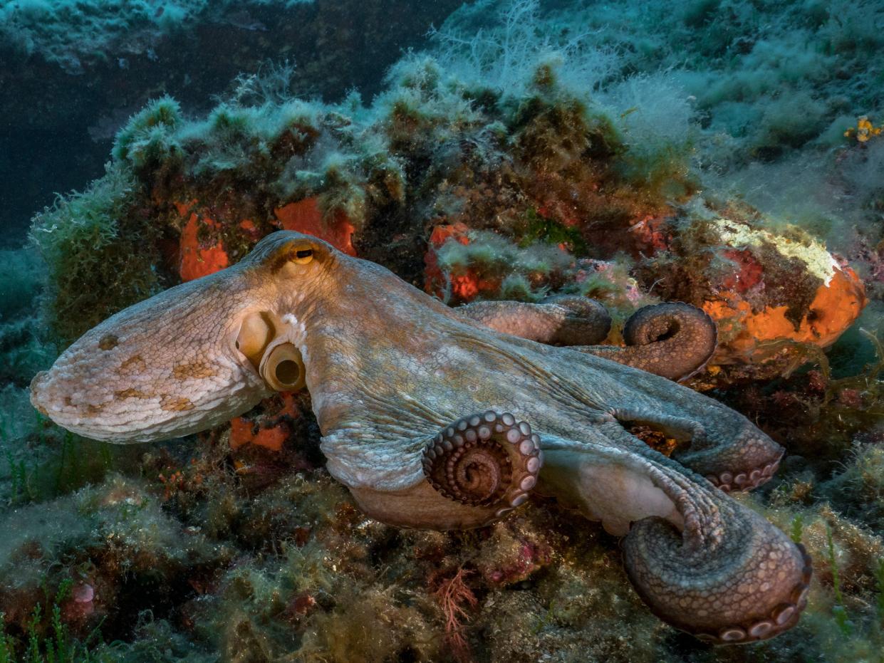 Octopus