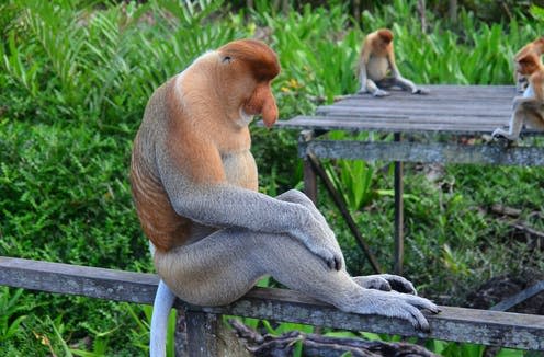 <span class="caption">Proboscis monkeys, although endangered, do not tend to receive large amounts of public conservation support.</span> <span class="attribution"><a class="link " href="https://pixabay.com/photos/proboscis-monkey-proboscis-borneo-212825/" rel="nofollow noopener" target="_blank" data-ylk="slk:Lekies/Pixabay;elm:context_link;itc:0;sec:content-canvas">Lekies/Pixabay</a></span>