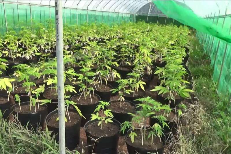 20210421-法務部調查局於新竹縣關西鎮山區破獲一大麻工廠，查獲國內大麻植株最高紀錄。（法務部調查局提供）