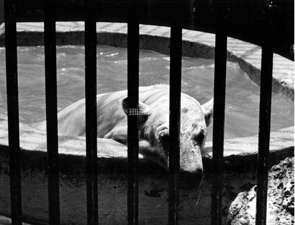 Un oso polar vivió en el Crandon Zoo Park de Miami, hoy abandonado.