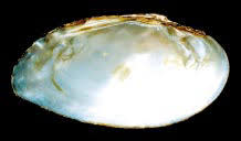 The Ochlockonee moccasin shell is found only in the Ochlockonee River in Florida and Georgia