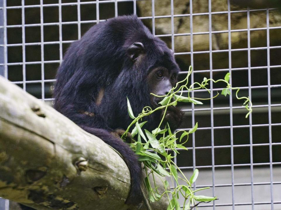 「Luca」品嚐現採的雞屎藤。（台北市立動物園提供）