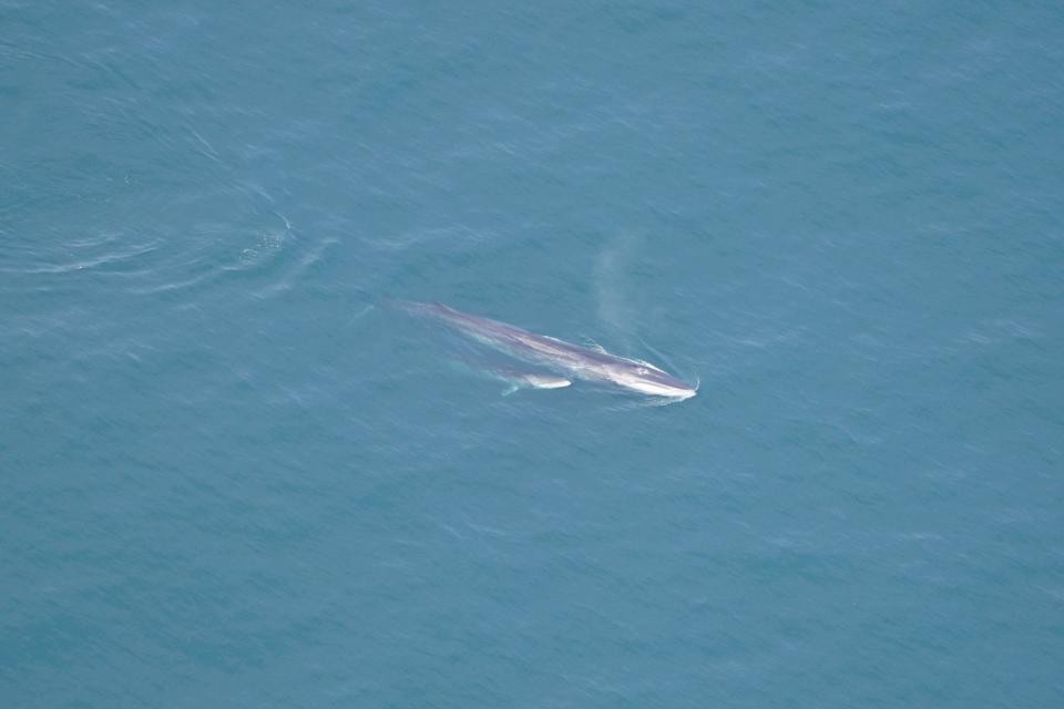 fin whales swim in ocean