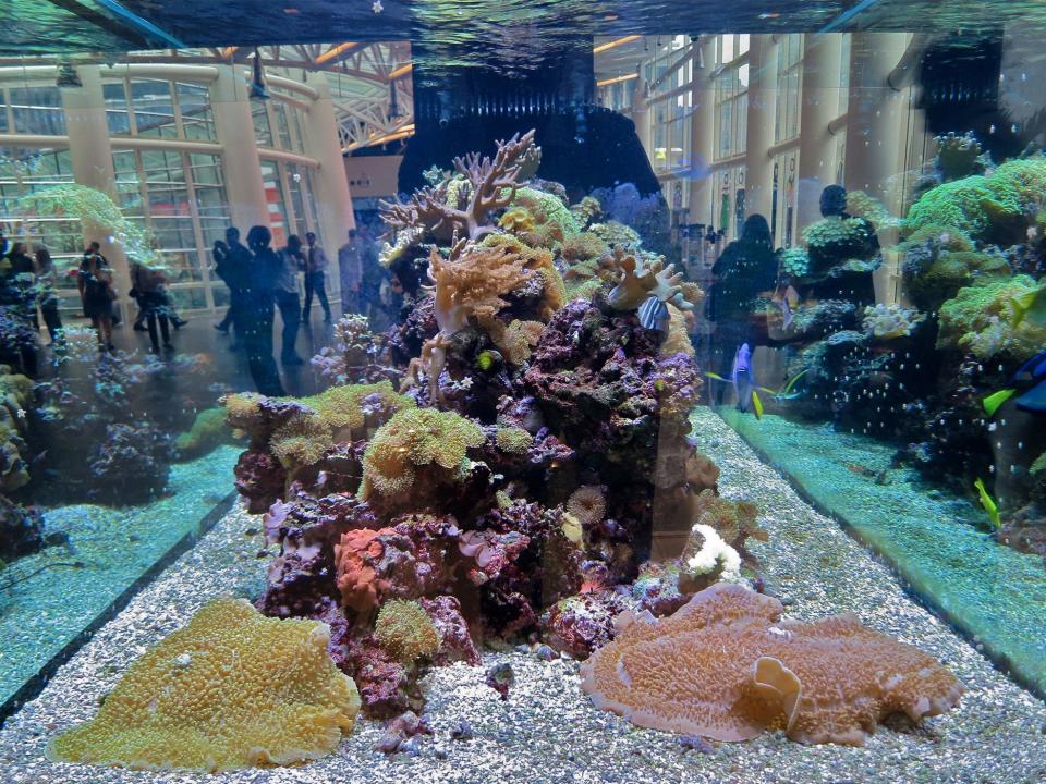 Bloomberg Fish Tank