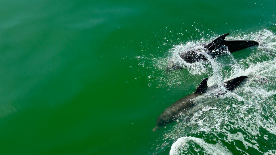 Dolphins swim in the sea at Fort Myers