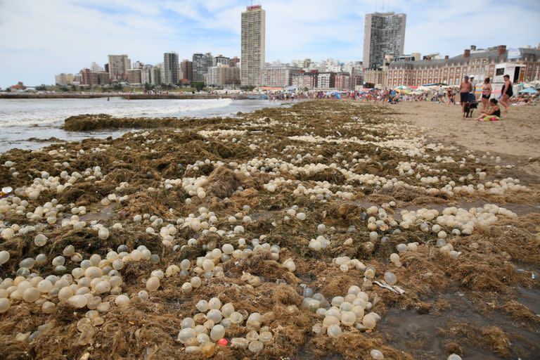 El arribazón, fenómeno que trajo las papas de mar, había llenado la playa Bristol, también en Mar del Plata de algas y huevos de caracol a mediados de enero de este año