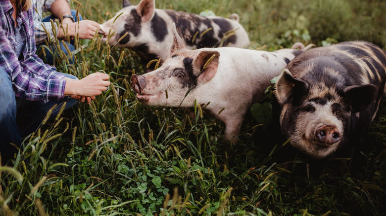 feeding pigs on farm