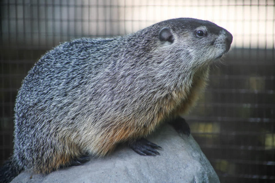 Murray is a 1-year-old groundhog donated to the Cleveland Museum of Natural History. He is Ohio's "Buckeye Chuck," the animal tasked with predicting the forecast on Groundhog Day.