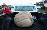 HALF MOON BAY, CA - OCTOBER 11: A giant pumpkin sits in the back of a pickup truck before the start of the 37th Annual Safeway World Championship Pumpkin Weigh-Off on October 11, 2010 in Half Moon Bay, California. Ron Root of Citrus Heights, California won the competition with a 1,535 pound pumpkim and took home $9,210 in prize money equal to $6 a pound. (Photo by Justin Sullivan/Getty Images)