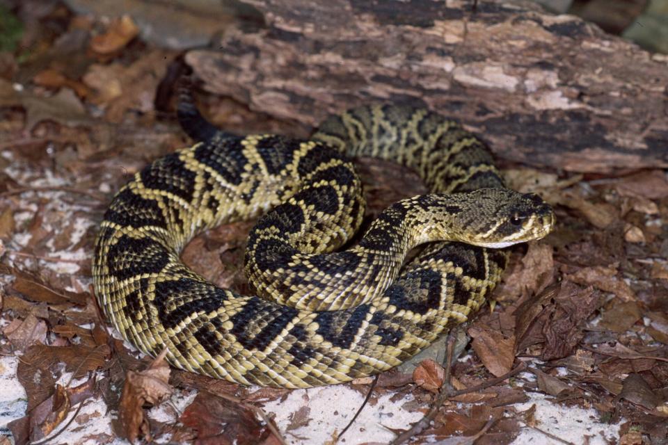 Eastern diamondback snakes can sometimes be confused with invasive Burmese pythons.