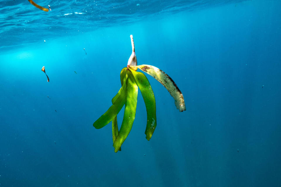 對於海洋和地球如此重要的海草，卻因人為破壞和環境風險，逐年消失中。