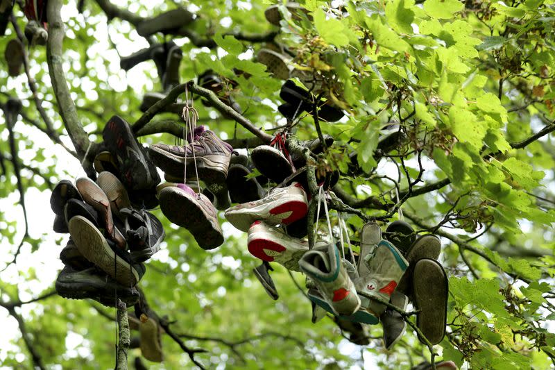 Shoes hang from a sycamore tree popular among students who celebrate the tradition of throwing shoes at trees after receiving their exam results, in Heaton Park in Newcastle