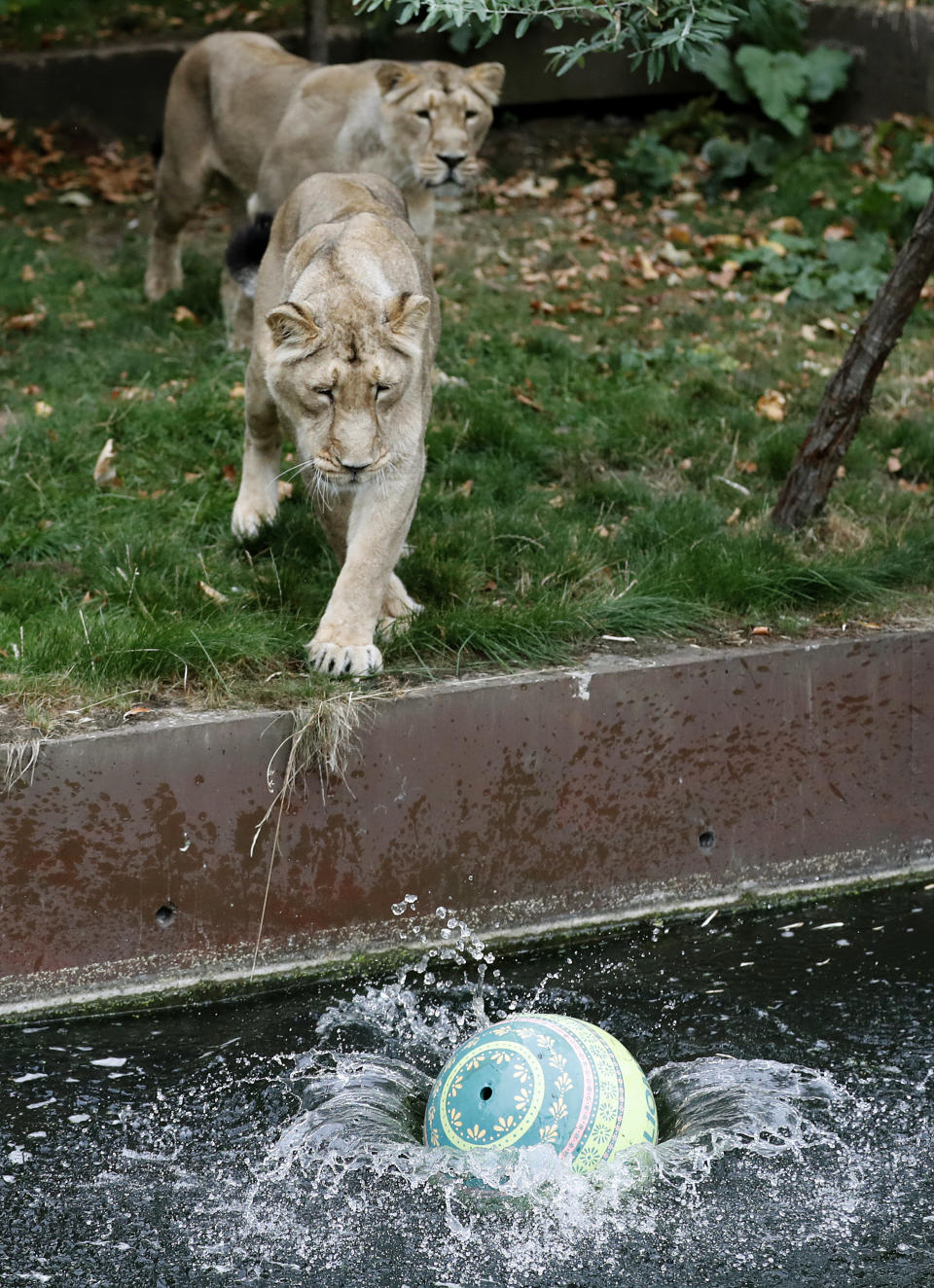 London Zoo's lionesses watch a ball in the water, a day ahead of World Lion Day in London, Thursday, Aug. 9, 2018. The pride will be celebrating conservation success as Asiatic lions numbers continue to increase. (AP Photo/Frank Augstein)