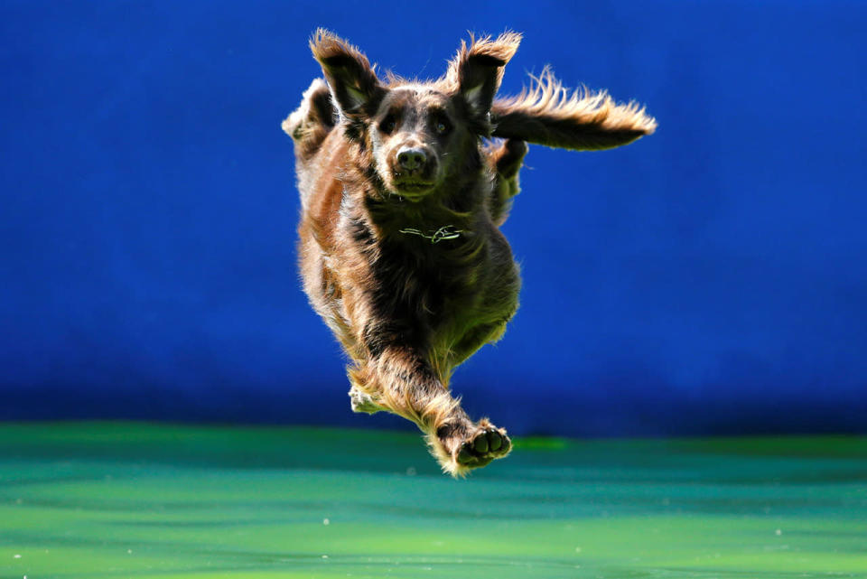 Flying Dogs competition