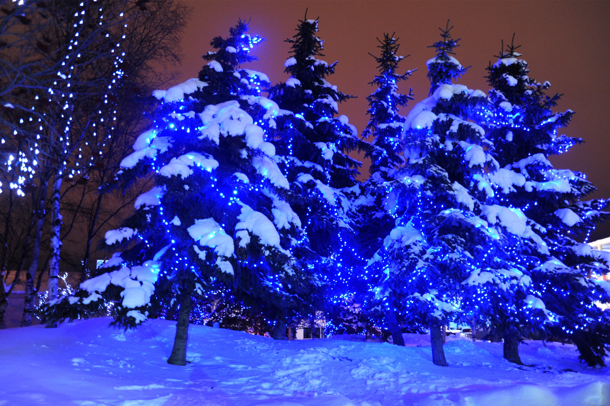Blue Christmas spruce and birch tree light display, downtown in the snow, Anchorage, Alaska, USA