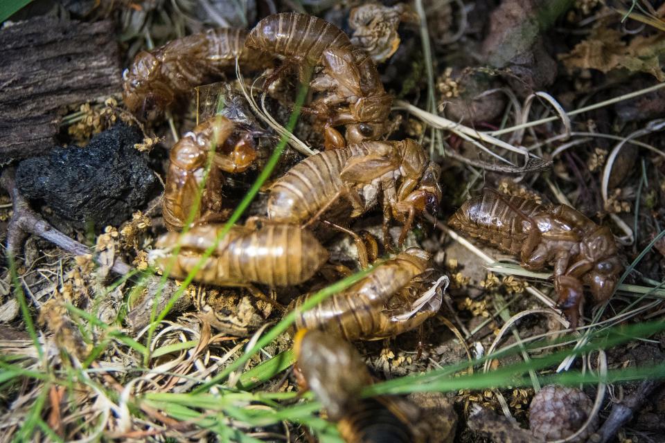 Cicada exoskeletons pile up on the ground at Phillips Park in Newark Monday, May 24, 2021.