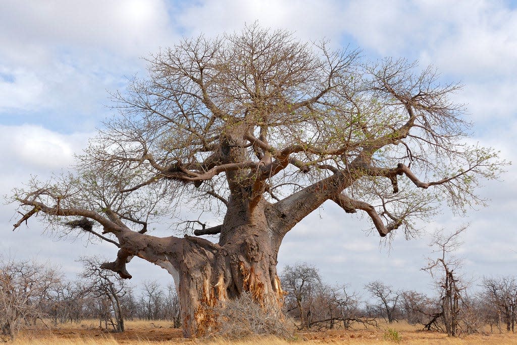 Baobab trees, native to arid regions of Africa, are sometimes called upside-down trees because their canopies - during dormancy - look like gigantic root systems.