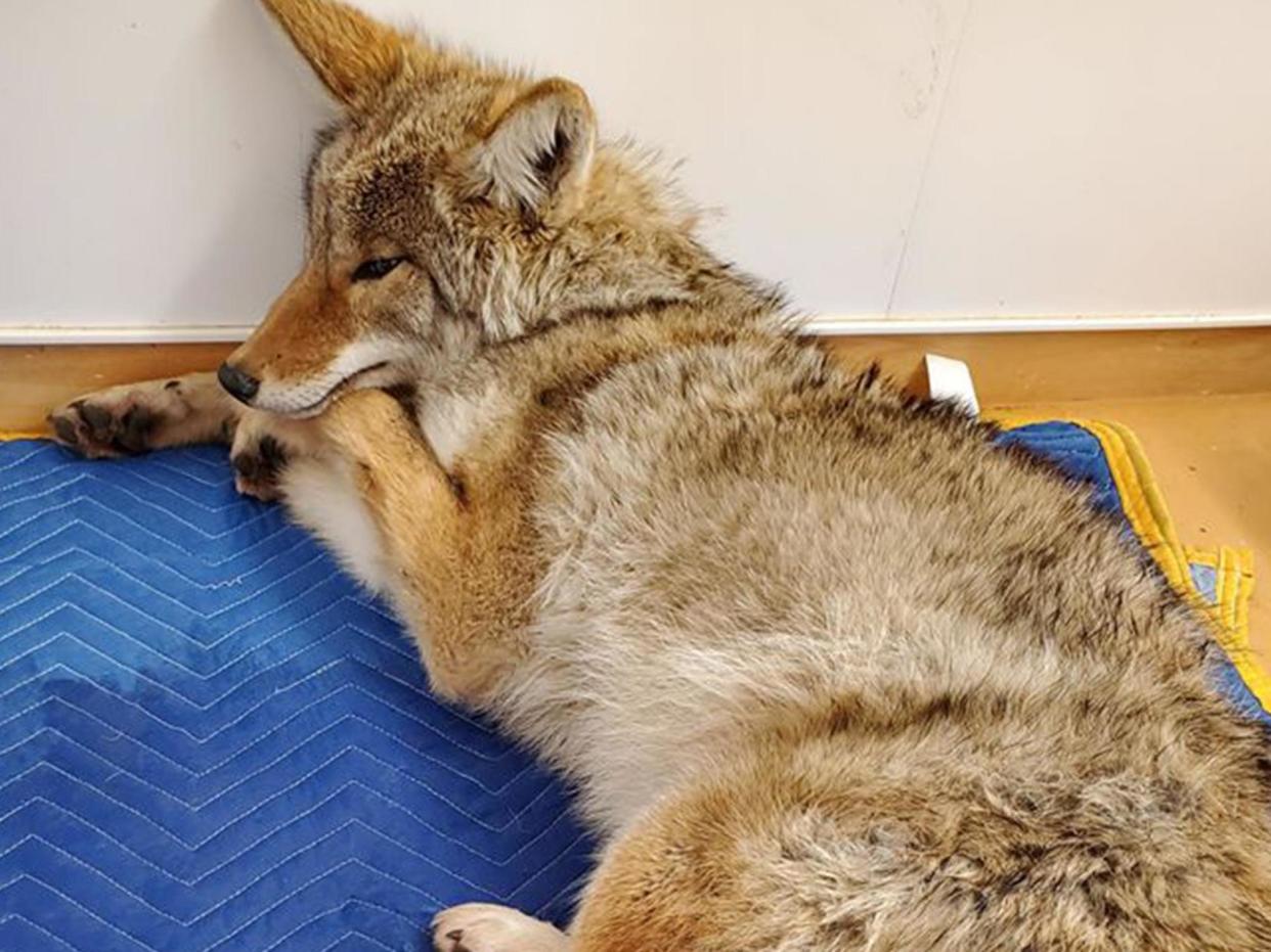 Having driven the animal to work Mr Boroditsky was informed it was, in fact, a coyote: Facebook/Wildlife Haven Rehabilitation Centre