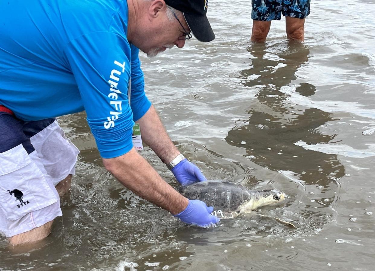 A volunteer releases an endangered Kemp's ridley sea turtle into the ocean from Jekyll Island.