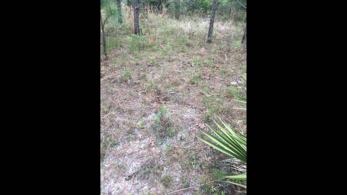 Can you find the large Eastern diamondback rattlesnake in this photo taken in a Georgia field? Many people couldn’t spot the venomous snake
