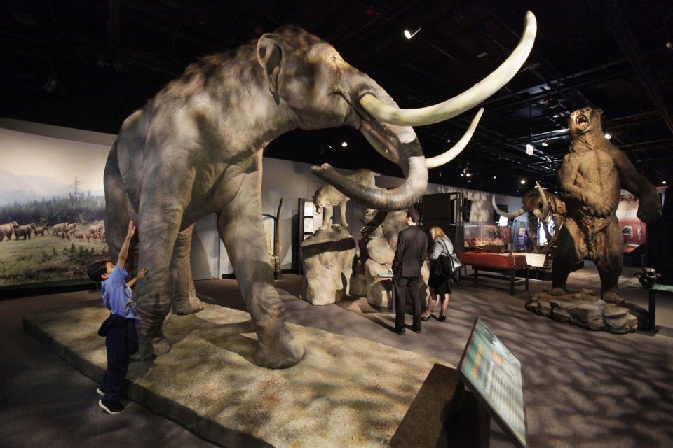 Wer den Mastodon erlegte, bleibt Spekulation. (Symbolbild: AP Photo)