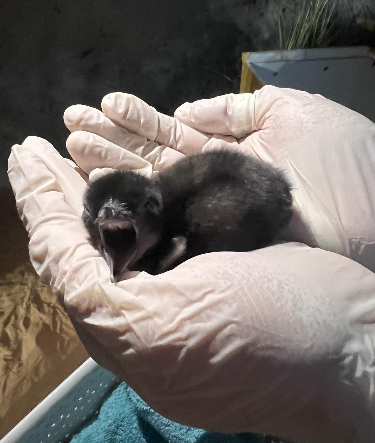 Bananas Foster, who hatched Jan. 26, is one of three new little blue penguins at Adventure Aquarium in Camden.