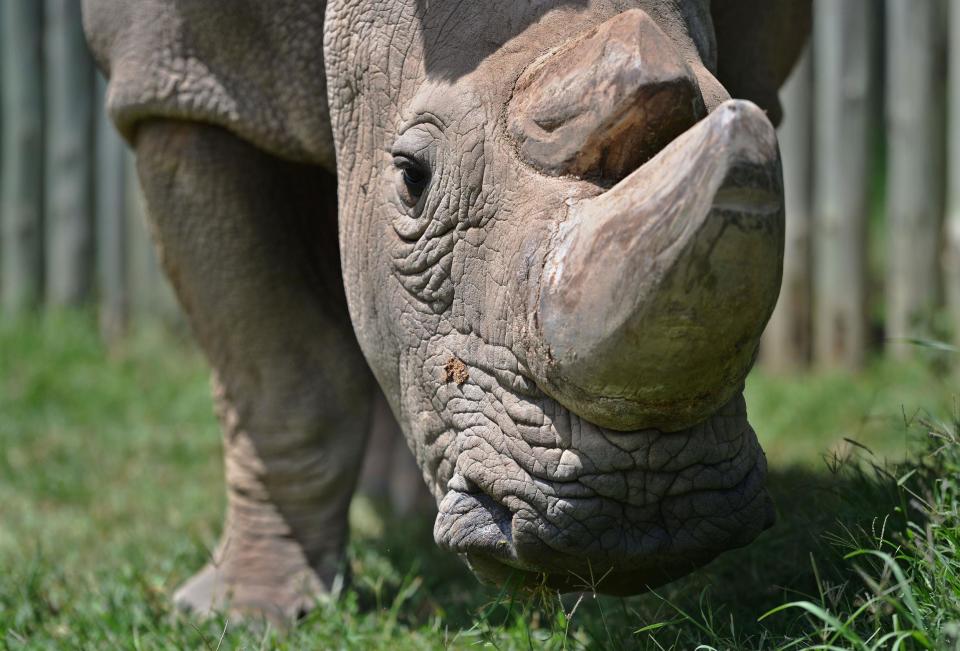 Sudan: The last male northern white rhino and a symbol of endangered species conservation