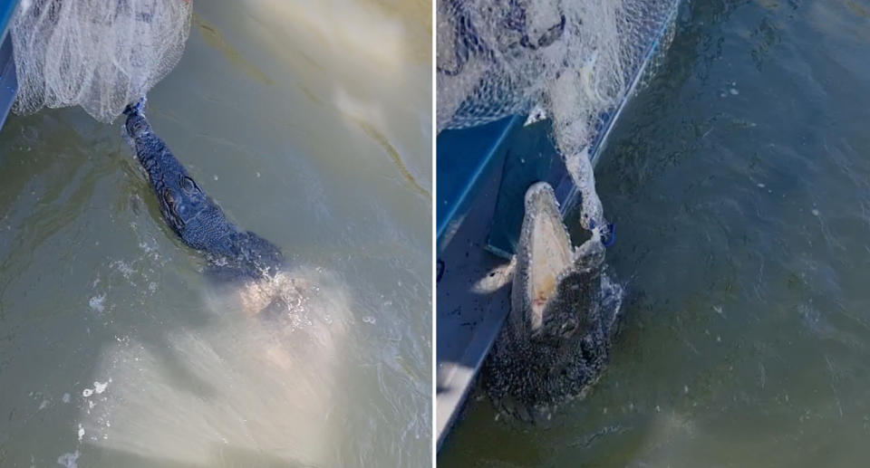 The crocodile's teeth caught in David Leigh's cast net in the Bolhe River, just north of Townsville.