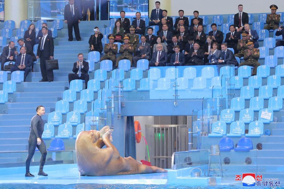North Korea’s leader Kim Jong-un attended a walrus show at the Primorsky Regional Aquarium (KCNA VIA KNS/AFP via Getty Image)