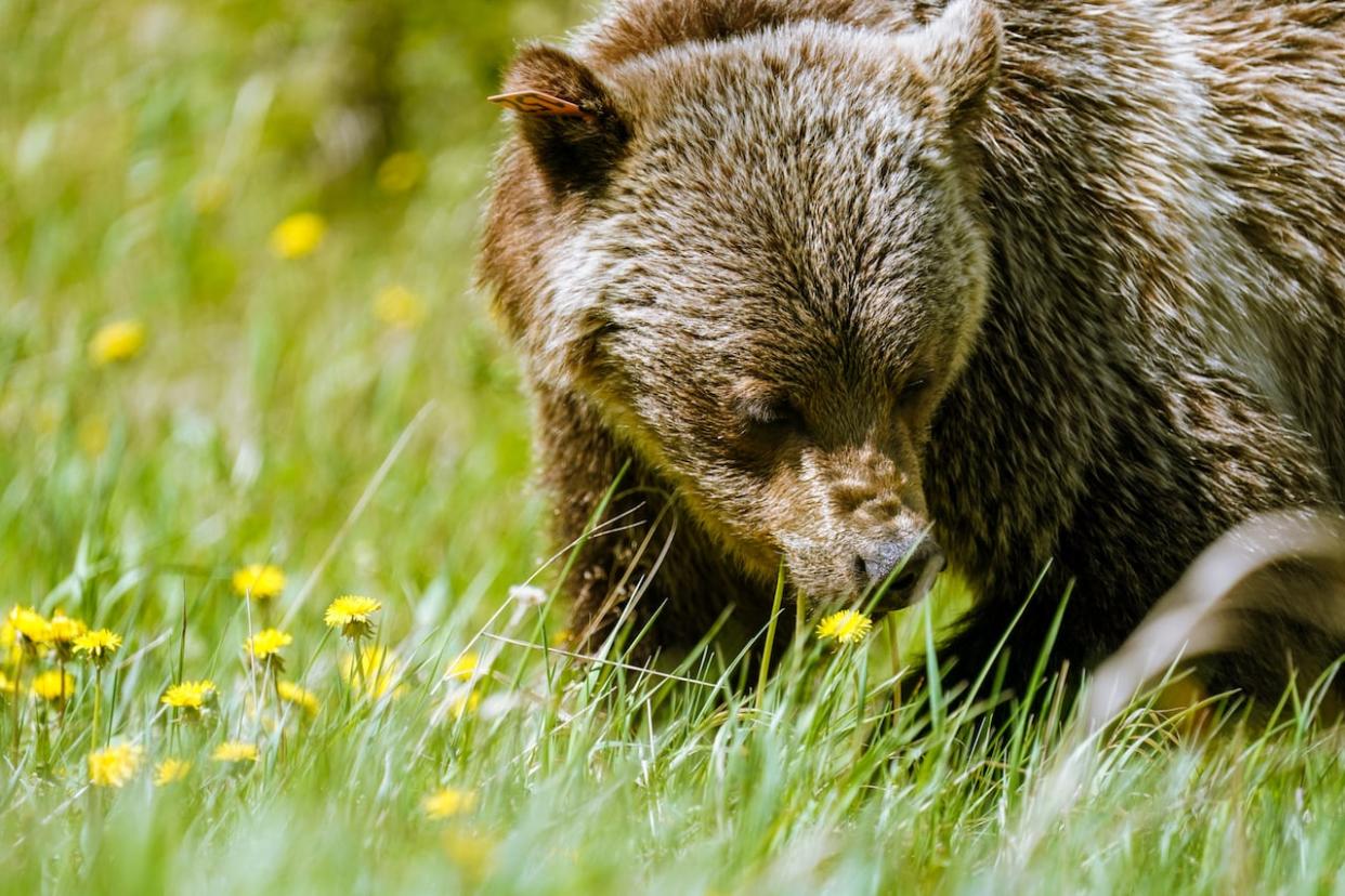 A grizzly is spotted alongside a highway in this file photo. The Alberta government is introducing targeted hunts for specific grizzly bears that have become 'problematic.' (David Gray/CBC - image credit)