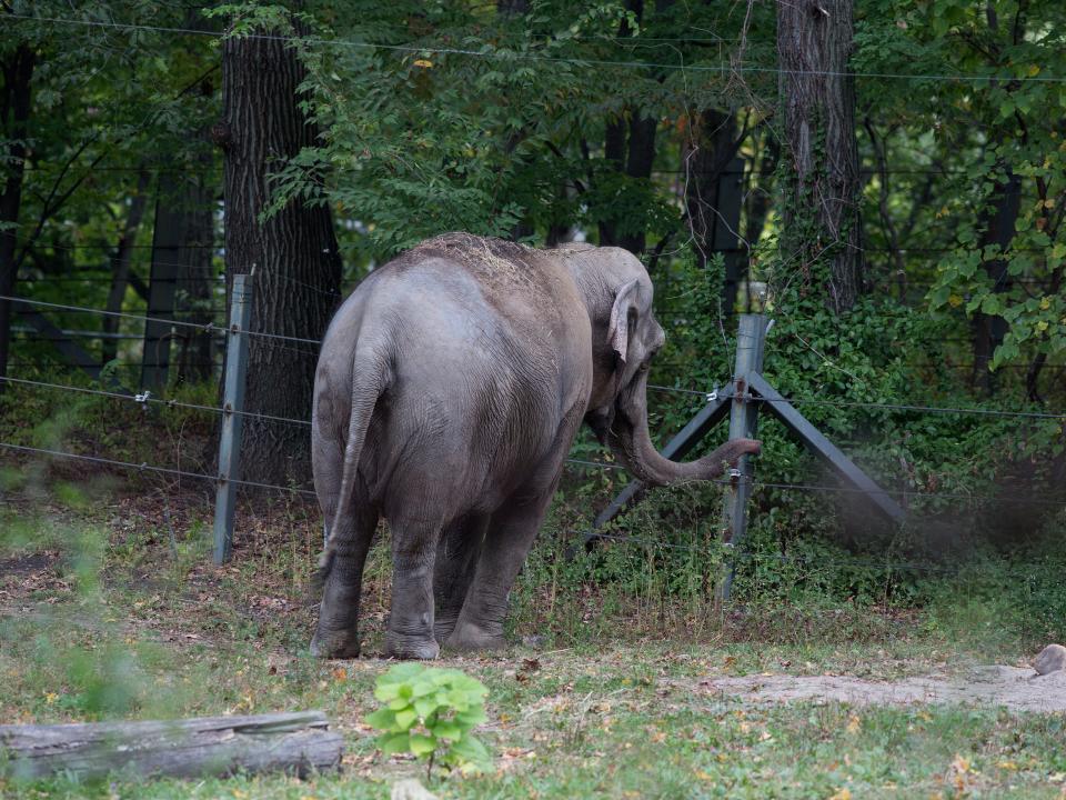 Patty, an elephant who lived with the Bronx Zoo's other remaining elephant Happy until they were separated, in October 2019.