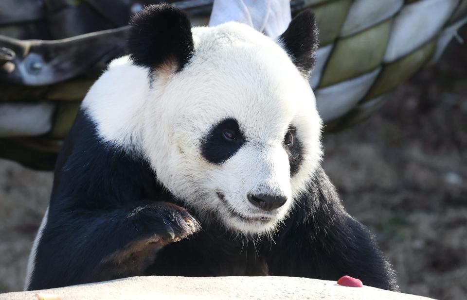 Giant Panda Le Le at the Memphis Zoo on Friday, Feb. 5, 2021.