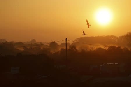 Birds fly over tents and makeshift shelters at sunrise during the dismantlement of the camp called the "Jungle" in Calais, France, October 27, 2016. REUTERS/Philippe Wojazer