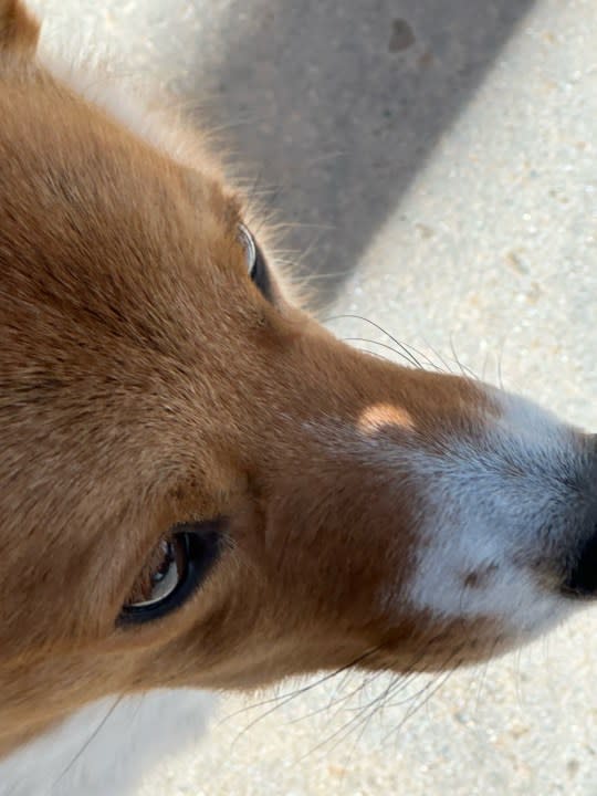 Eclipse sun crescent seen on corgi’s nose in Goddard (Courtesy: Sherry Stroh)