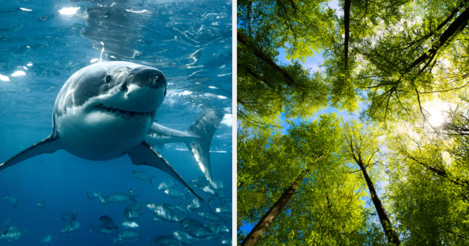 a shark and an upwards view of trees