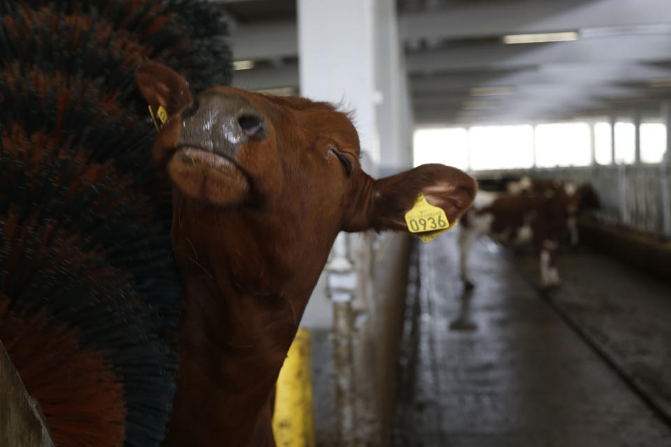 In this photo taken on Tuesday, April 15, 2014, a Norwegian Red Cow enjoys a massage inside a farm in the village of Kozarac, near Bosnian town of Perijedor, 250 kms northwest of Sarajevo. Bosnian farmer Jusuf Arifagic invested eight million euro into the luxury farm that started four months ago with the import of 115 Norwegian Red Cows - a type of tough and hornless animal bred in Norway over the past 75 years to produce more and better milk than the usual cow known in the Balkans. He plans to expand into the biggest facility keeping this type of animal in Europe with 5,000 cows. In a country where half of the population is living in poverty, his animals sleep on mattresses in a barn with a computerized air condition and lighting system. They are bathed regularly, get a massage whenever they feel like it and receive the occasional pedicure.(AP Photo/Amel Emric)