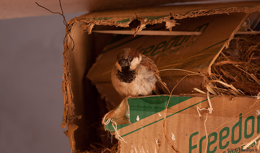 World Sparrow Day