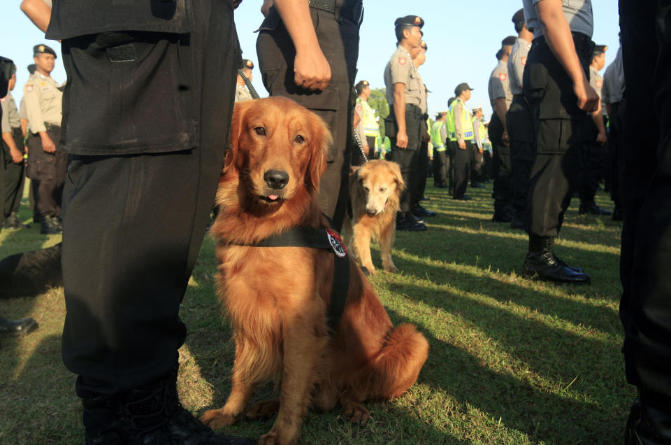 Police sniffer dogs sit with officers during a security parade in Bali, Indonesia, Monday, July 21, 2014. More than 1,300 police officers secure Bali island during the Muslim holy fasting month of Ramadan. (AP Photo/Firdia Lisnawati)