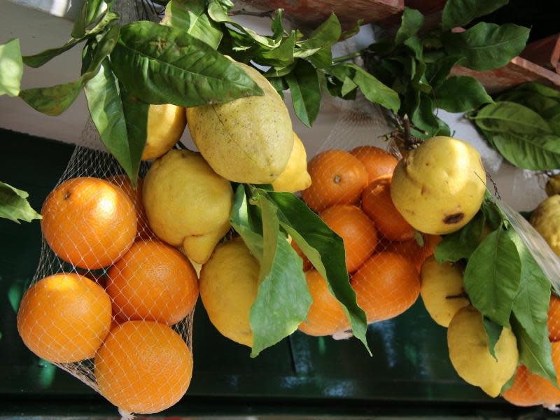 Der Limoncello wird aus Zitronen gemacht. Im Restaurant «Da Paolino» mit seinem großen Zitronengarten gibt es angeblich den besten. Foto: Hilke Segbers