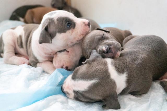 newborn blue nose pitbull puppies