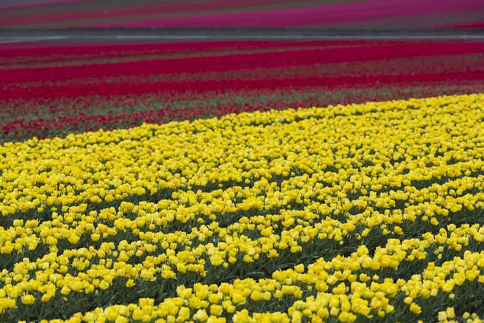 Another springtime, another tulip season. Europe's tulips will decorate vases around the world.