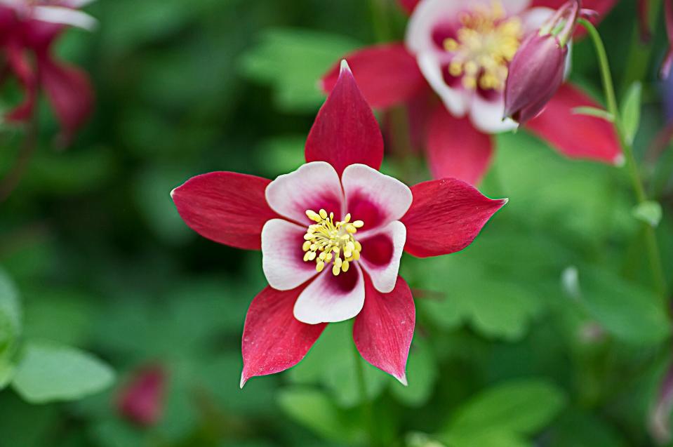 red columbine